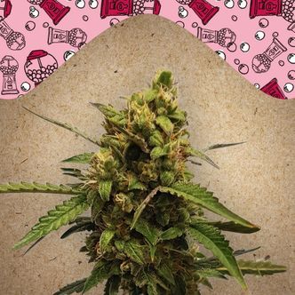 Auto Bubble (Female Seeds) feminisoitu