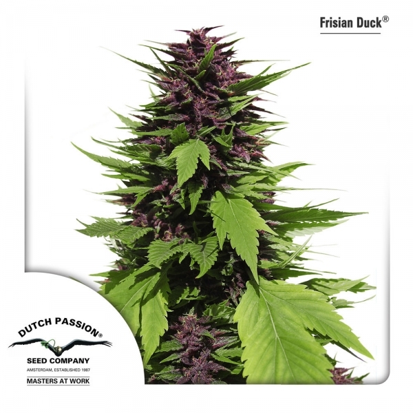 Frisian Duck (Dutch Passion) Feminisoidut