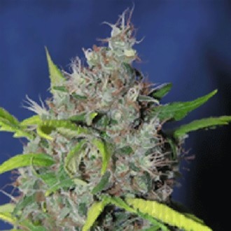 Blueberry Bud (Sagarmatha Seeds) Feminisoidut