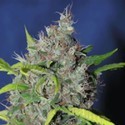 Blueberry Bud (Sagarmatha Seeds) Feminisoidut
