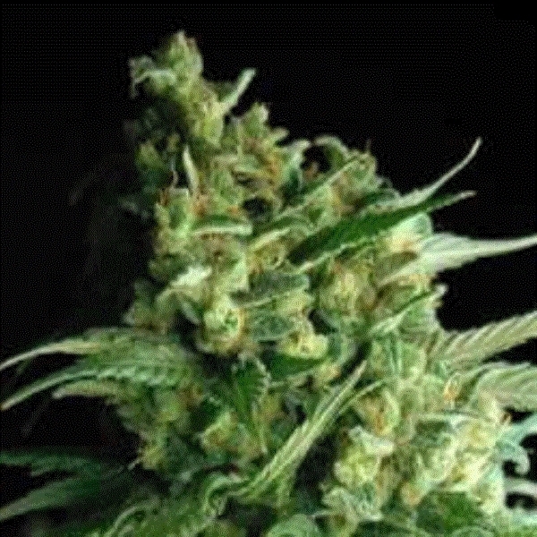 Double Bubble Berry (Sagarmatha Seeds) Feminisoidut