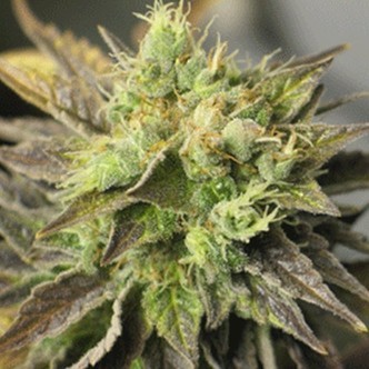 Strawberry D-Lite (Sagarmatha Seeds) feminisoidut