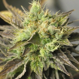 Strawberry D-Lite (Sagarmatha Seeds) Feminisoidut