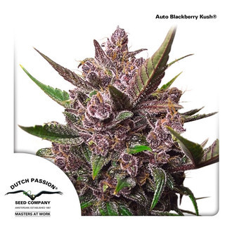 Auto Blackberry Kush (Dutch Passion) Feminisoidut