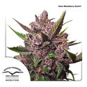 Auto Blackberry Kush (Dutch Passion) Feminisoidut