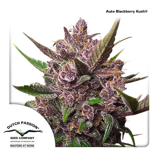Auto Blackberry Kush (Dutch Passion) Feminisoidut