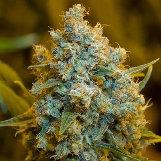Critical Jack (Silent Seeds) feminisoitu