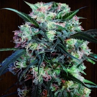 Kali China (ACE Seeds) Feminisoidut