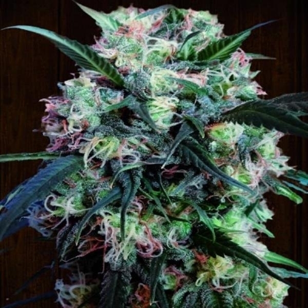 Kali China (ACE Seeds) Feminisoidut