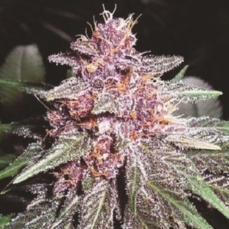 Violeta (ACE Seeds) Feminisoidut