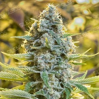 Moby Dick (Silent Seeds) feminisoidut kannabiksen siemenet