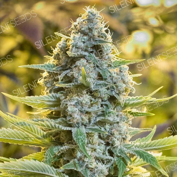 Moby Dick (Silent Seeds) Feminisoidut