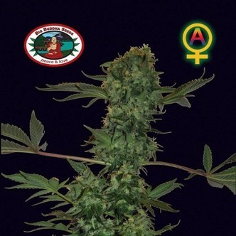 Big Buddha Cheese Automatic (Big Buddha Seeds) feminisoitu