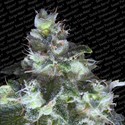 Original White Widow (Paradise Seeds) Feminisoidut