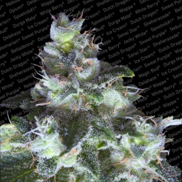 Original White Widow (Paradise Seeds) Feminisoidut