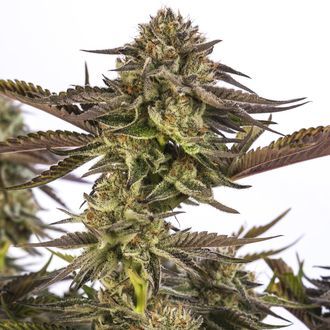 Zombie Kush (Ripper Seeds) Feminisoidut