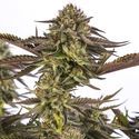 Zombie Kush (Ripper Seeds) Feminisoidut