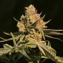 Washing Machine (Ripper Seeds) Feminisoidut