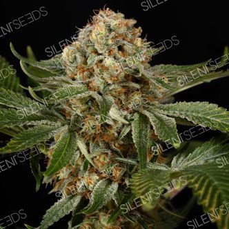 OG Kush (Silent Seeds) feminisoidut