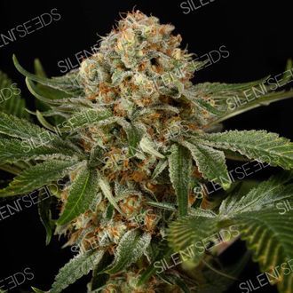 OG Kush (Silent Seeds) Feminisoidut
