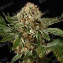 OG Kush (Silent Seeds) Feminisoidut