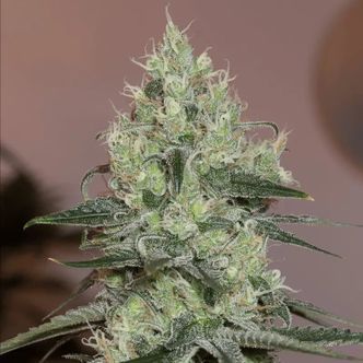 Original Amnesia (Silent Seeds) feminisoidut