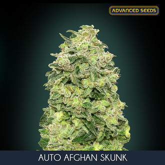 Auto Afghan Skunk (Advanced Seeds) Feminisoidut