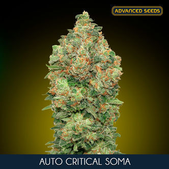 Auto Critical Soma (Advanced Seeds) feminisoidut kannabiksen siemenet