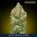 Auto Critical Soma (Advanced Seeds) Feminisoidut