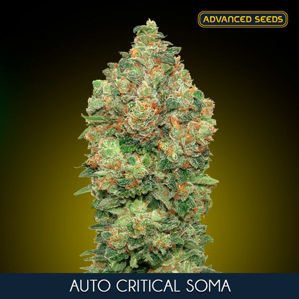 Auto Critical Soma (Advanced Seeds) Feminisoidut