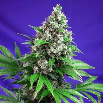 Killer Kush &ndash; F1 Fast Version (Sweet Seeds) feminisoidut kannabiksen siemenet