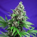 Killer Kush - F1 Fast Version (Sweet Seeds) Feminisoidut