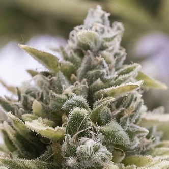 OG Kush Auto (Humboldt Seed Company) feminisoidut