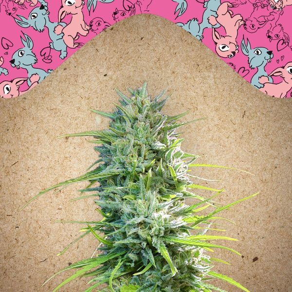 SexBud (Female Seeds) Feminisoidut