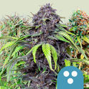CBD Mix (Royal Queen Seeds) Feminisoidut
