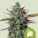 Blue Cheese Autoflower (Royal Queen Seeds) Feminisoidut