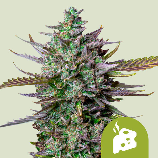Blue Cheese Autoflower (Royal Queen Seeds) Feminisoidut