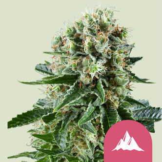 Critical Kush (Royal Queen Seeds) feminisoitu