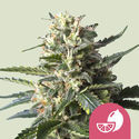 Lemon Shining Silver Haze (Royal Queen Seeds) Feminisoidut