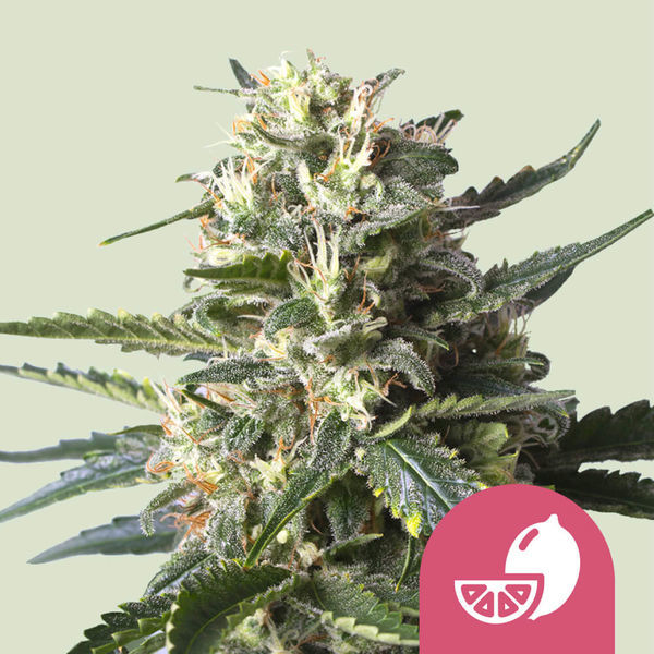 Lemon Shining Silver Haze (Royal Queen Seeds) Feminisoidut