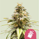 Chocolate Haze (Royal Queen Seeds) Feminisoidut