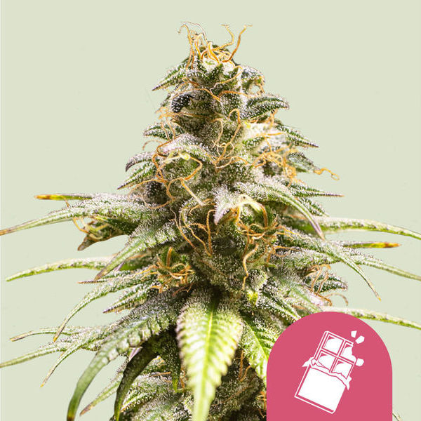 Chocolate Haze (Royal Queen Seeds) Feminisoidut