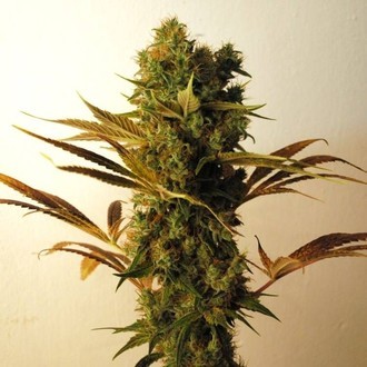Hammershark (Resin Seeds) Feminisoidut