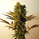 Hammershark (Resin Seeds) Feminisoidut