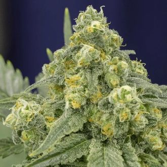 White Widow (Silent Seeds) Feminisoidut
