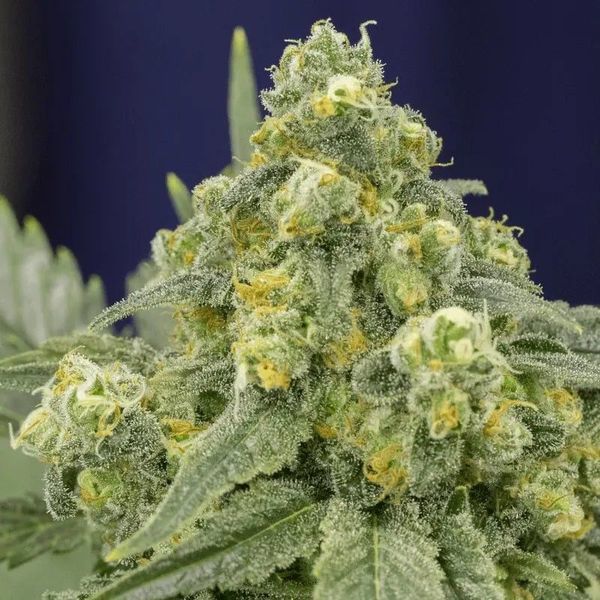 White Widow (Silent Seeds) Feminisoidut