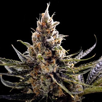 24K Gold (DNA Genetics) Feminisoidut