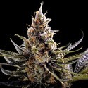 24K Gold (DNA Genetics) Feminisoidut