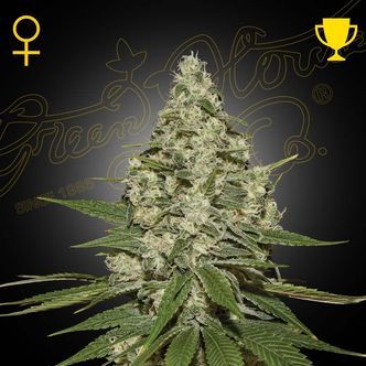 Super Lemon Haze Autoflower (Greenhouse Seeds) feminisoidut kannabiksen siemenet