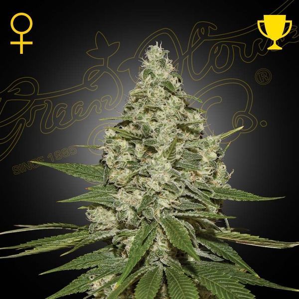Super Lemon Haze Autoflower (Greenhouse Seeds) Feminisoidut